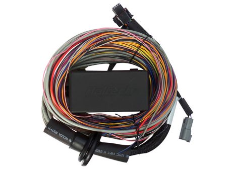 Haltech Elite 750 8ft Premium Universal Wire-In Harness Online Hot Sale